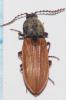 Anostirus parumcostatus